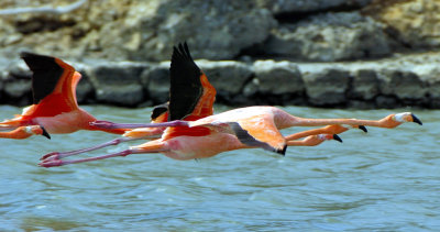 Flamingoes in Flight