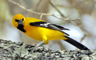 Yellow Bird's Nasty Look