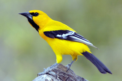 Bonaire's Yellow Bird