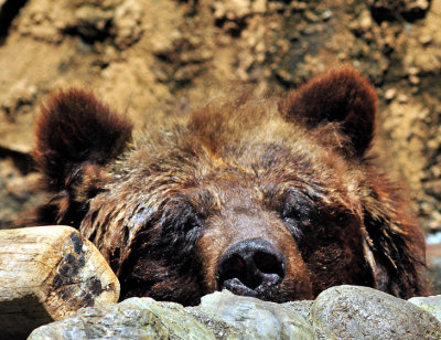 Bored Bear:Kuma=Bear, My Wife...