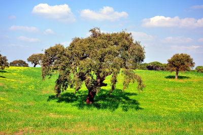 Sobreiro, the Cork Tree