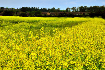 Yellow Fields of Summer