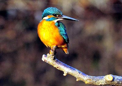 Kingfisher's Hallo to 2013