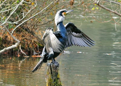 Winter Plummage Cormorant