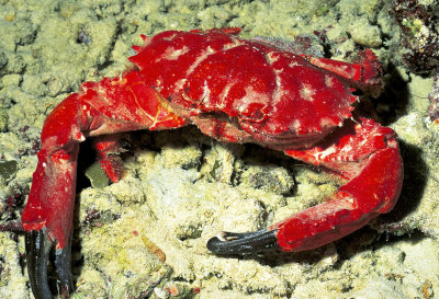 Red Crab