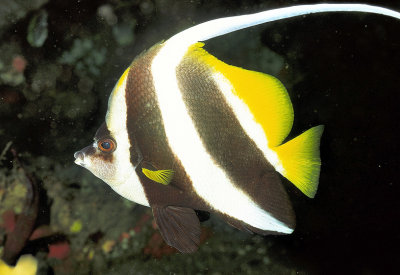 Bannerfish