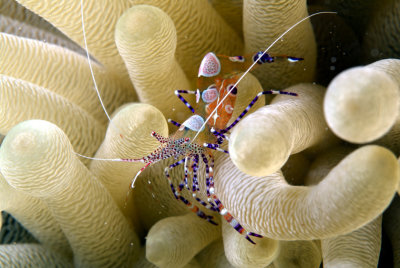 Bonaire Anemone Shrimp
