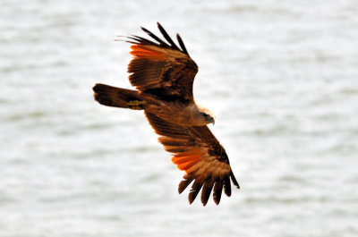 The Fishing Eagle