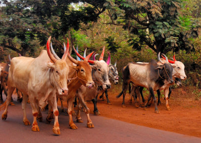 Parade of Sacred Bulls
