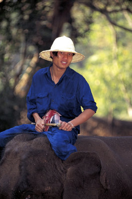 The Smile of the Elephant Boy