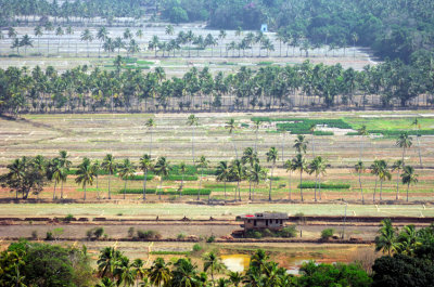 Goa Fields