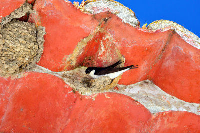 Swallow Rebuilding the Nest