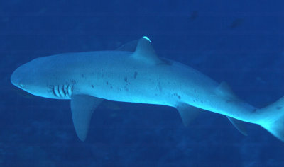 Above Whitetip Shark