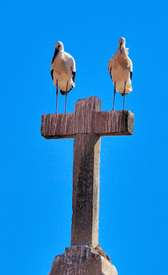 Two Storks on a Cross