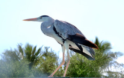 Heron From Underwater...