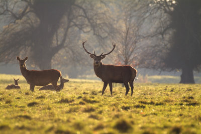 Backlight Deer