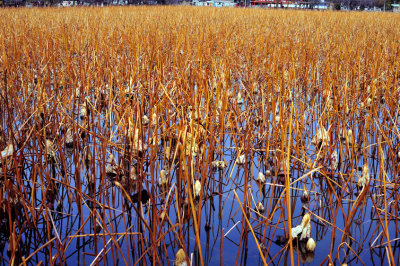 Ueno Lake in Winter