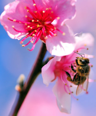 Bee on Fruit Flower
