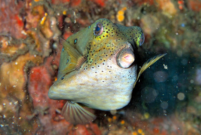 Boxfish Portrait