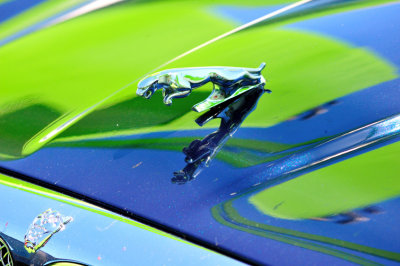 Reflections of a Jaguar