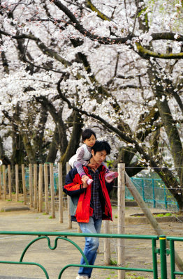 Sakura, Young Father and Daughter