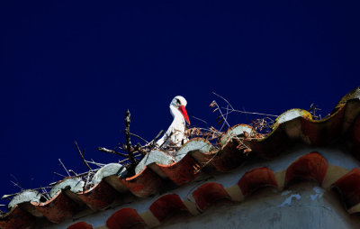 A Stork on the Roof