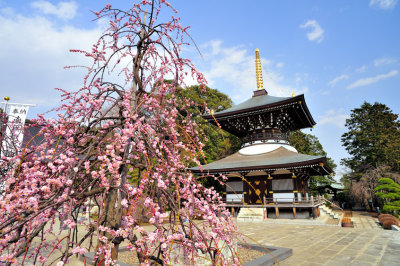 Pagoda and Flowers