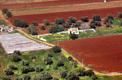 Mediterranean Red Fields
