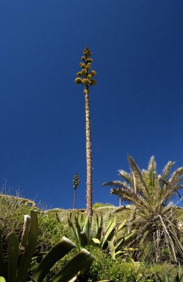 The Cactus I Saw Grow and Grow...