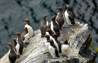 The Rock of the Guillemots