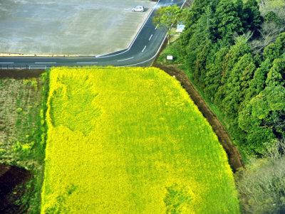 Yellow Fields of Japan