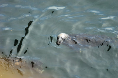 The Friendly Seals