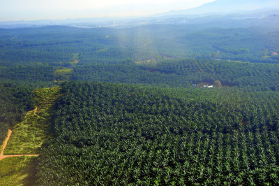 Huge Palm Trees Plantation