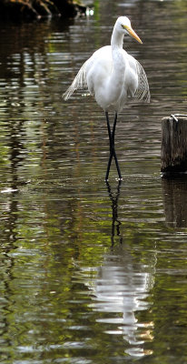 White Egret's Ballet Pose