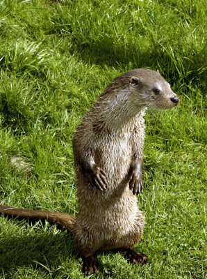 Otter Standing After Bath