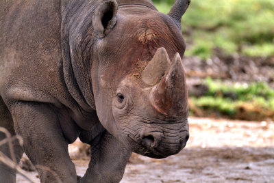 Rhino Close
