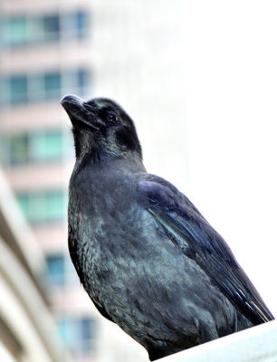 Urban Crow, Large-billed Crow (Corvus macrorhynchos)