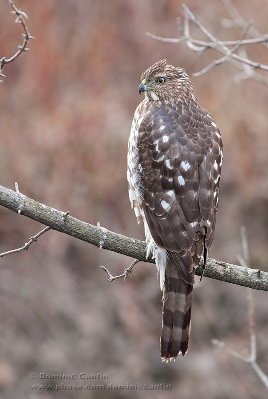 pervier de Cooper (juv) /  Coopers Hawk (juv)