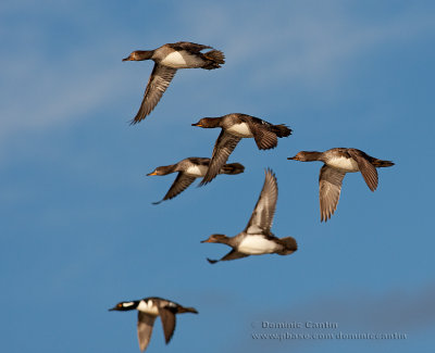 Harle couronn  /  Hooded Merganser 