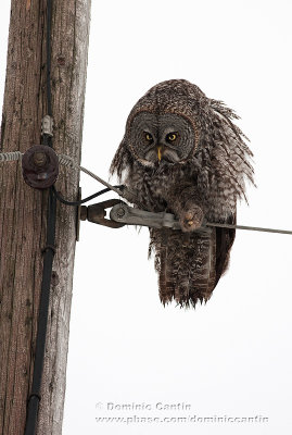 Chouette Lapone / Great Gray Owl