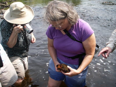 ABNC Ode Trip Lynn Harper holds Wood Turtle Millers River Athol  August 25 2007.JPG