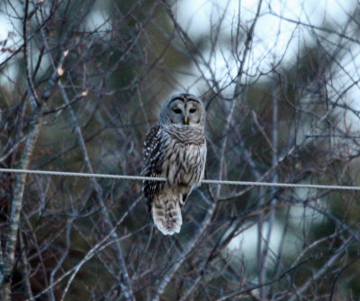Barred Owl - CBC Orange Ma 12-15-2012 TMurray.jpg