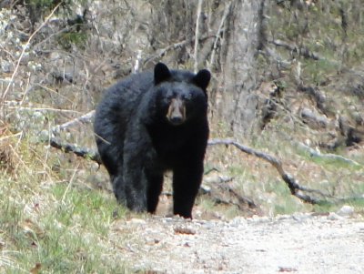 Black Bear Quabbin Park 4-14-2010.JPG