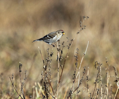 Redpoll -3 CBC Orange Ma 12-15-2012 TMurray.jpg