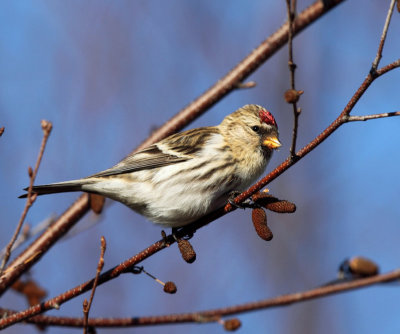 Redpoll CBC Orange Ma 12-15-2012 TMurray a.jpg