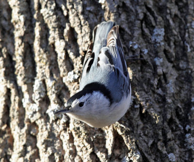 White-breasted Nuthatch CBC Orange Ma 12-15-2012 TMurray.jpg