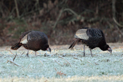 Wild Turkey CBC Orange Ma 12-15-2012 TMurray.JPG