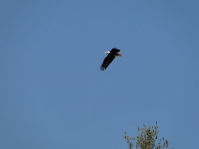 Quabbin Eagle Count April 5 2013 DHSmall 14.JPG