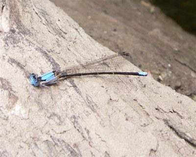 Blue Fronted Dancer Argia apicalis - Deerfield River 8-19-2006