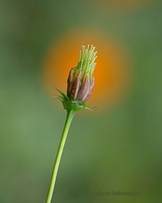 DSC_0783a.jpg